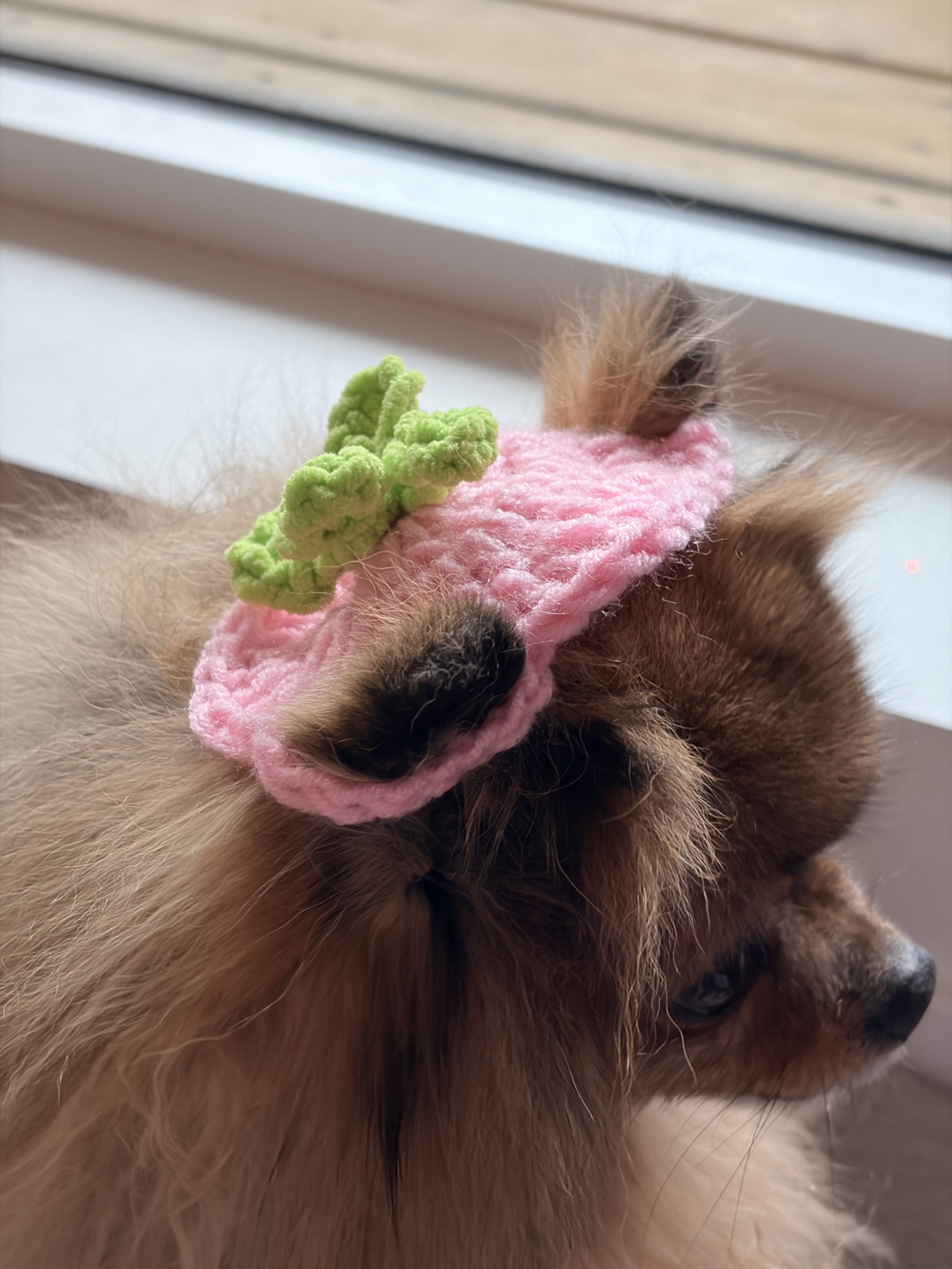 A small dog wearing a pink crocheted accessory with a green flower